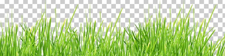 Lawn Stock Photography Shutterstock PNG, Clipart, Art Deco, Beauty, Chrysopogon Zizanioides, Cleanliving, Commodity Free PNG Download