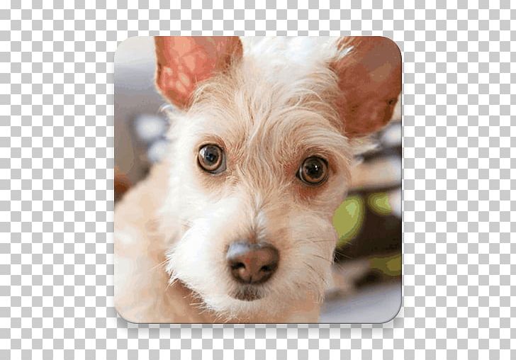 Schnoodle Puppy Dog Breed Companion Dog Terrier PNG, Clipart, Breed, Carnivoran, Companion Dog, Dog, Dog Breed Free PNG Download