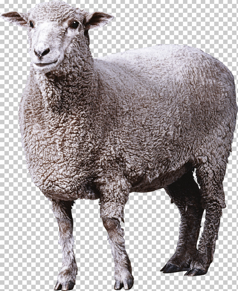 Sheep Arles Merino Sheep Drawing Icon Cartoon PNG, Clipart, Arles Merino Sheep, Cartoon, Drawing, Ovis, Sheep Free PNG Download