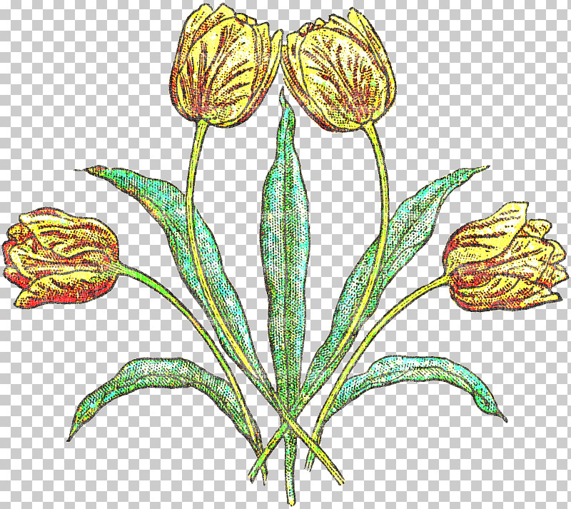 Flower Plant Tulip Pedicel Plant Stem PNG, Clipart, Anthurium, Flower, Lily Family, Pedicel, Plant Free PNG Download