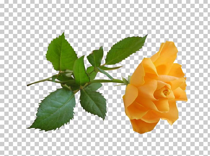 Autoire Flower Garden Roses Painter PNG, Clipart, Autoire, Blog, Collage, Flower, Flower Png Free PNG Download