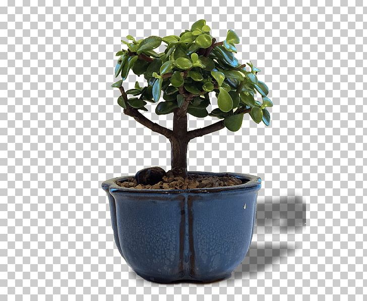 Chinese Sweet Plum Bonsai Flowerpot Tree Jade Plant PNG, Clipart, Chinese, Flowerpot, Indoor Bonsai, Jade Plant, Plum Free PNG Download