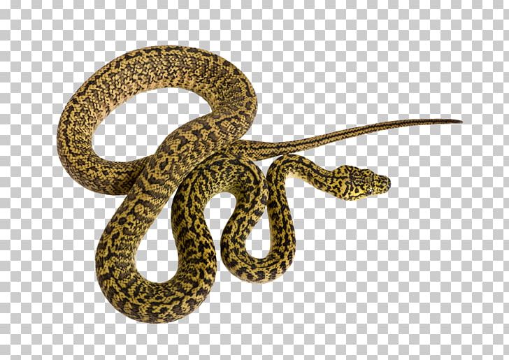 Corn Snake Reptile Morelia Spilota Mcdowelli Python PNG, Clipart, Animal, Animals, Boas, Carpet Python, Christmas Decoration Free PNG Download