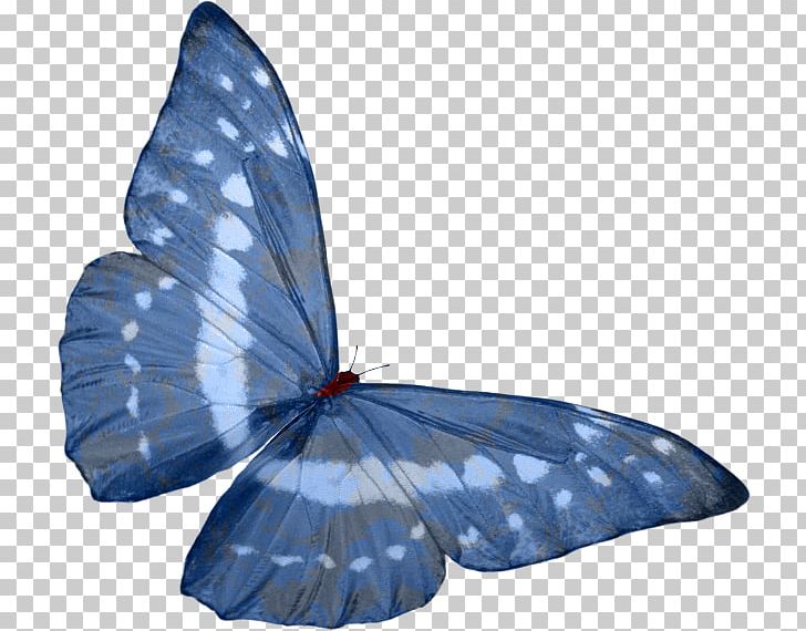Butterfly Photography Holly Blue Tajuria Cippus PNG, Clipart, Albom, Blue, Brush Footed Butterfly, Butterflies And Moths, Clothing Free PNG Download