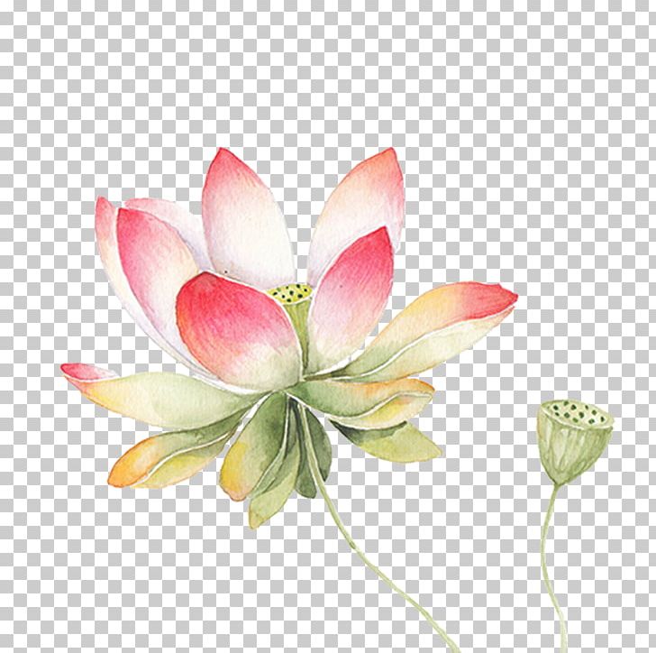 Nelumbo Nucifera Watercolor Painting Drawing Illustration PNG, Clipart, Aquatic Plant, Art, Artificial Flower, Black And White, Chinese Free PNG Download