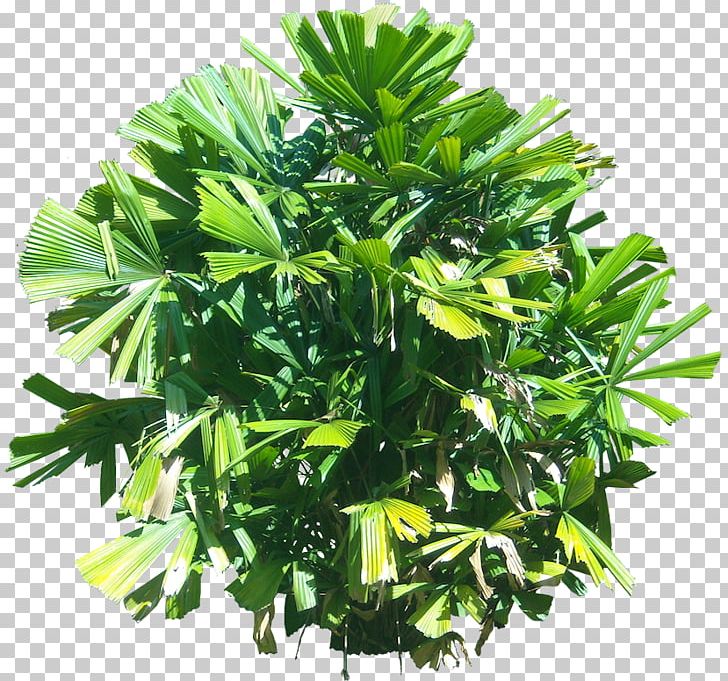 Plant Licuala Spinosa Tropics Tree PNG, Clipart, Arecaceae, Evergreen, Food Drinks, Grass, Herb Free PNG Download