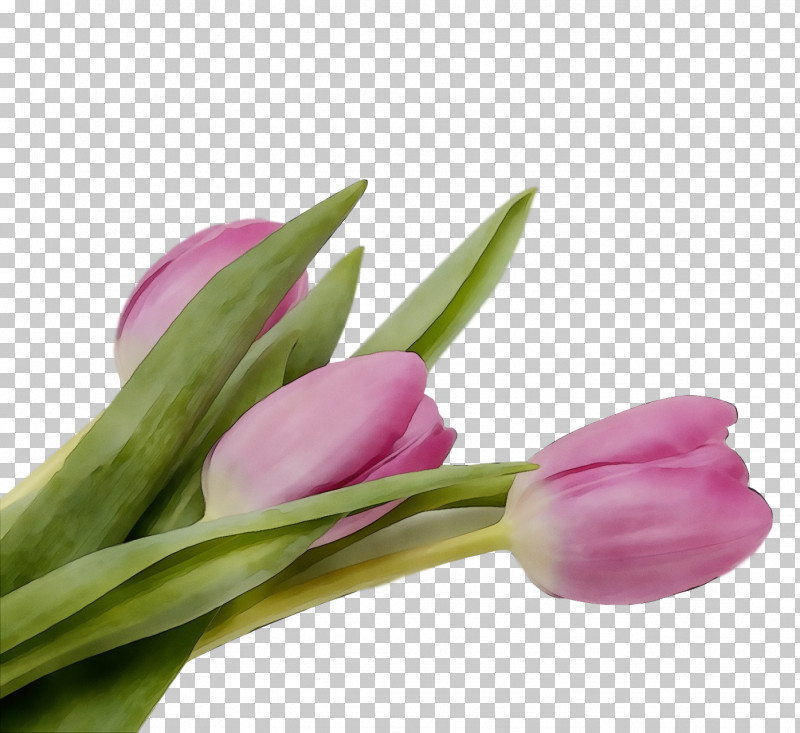 Flower Tulip Plant Pink Cut Flowers PNG, Clipart, Bud, Cut Flowers, Flower, Flowers, Lily Family Free PNG Download