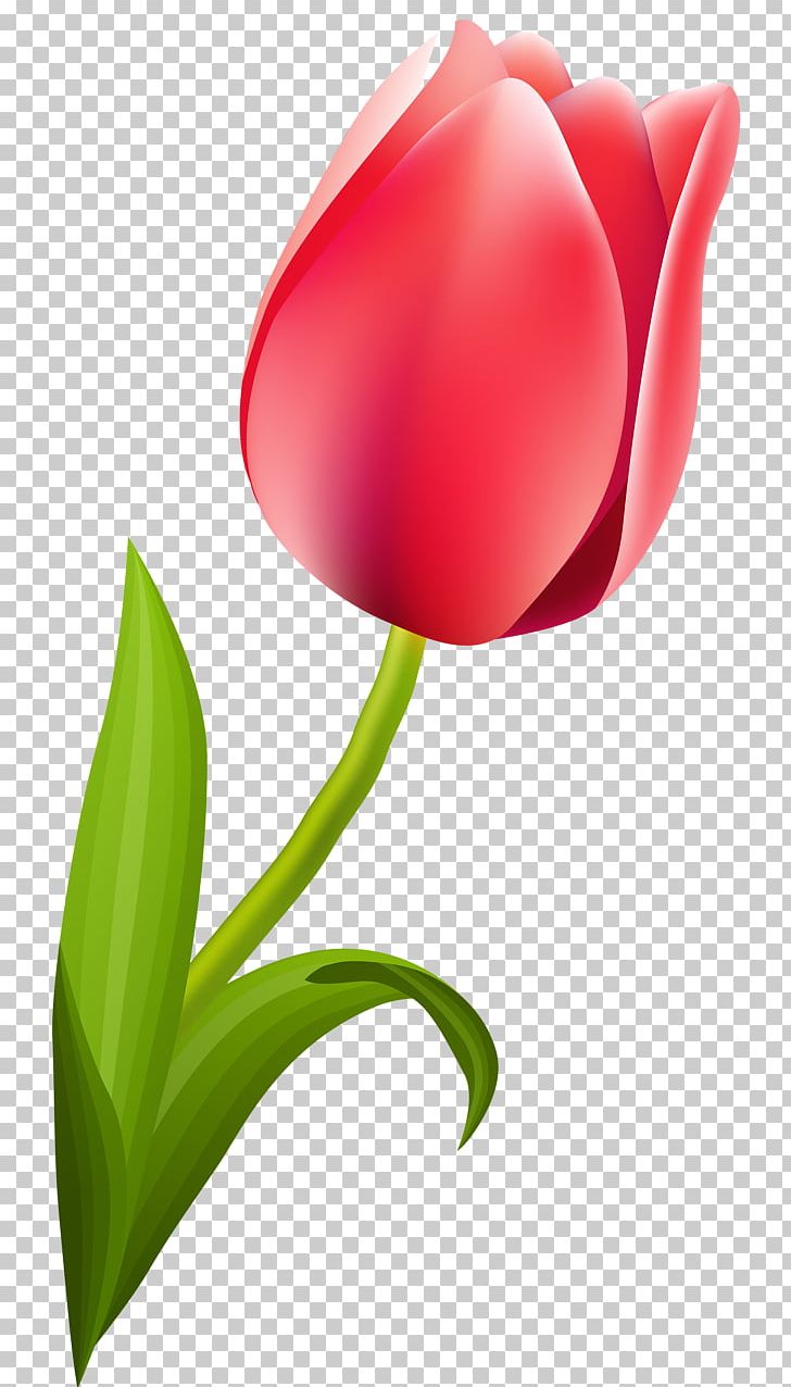 Flowering Plant Tulip Cut Flowers Liliaceae PNG, Clipart, Closeup, Computer, Computer Wallpaper, Cut Flowers, Desktop Wallpaper Free PNG Download