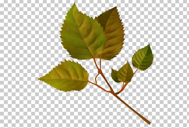 Leaf Flower Garden Roses Plant Stem PNG, Clipart, Azadirachtin, Blog, Branch, Computer Icons, Drawing Free PNG Download