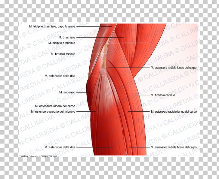 Muscle Elbow Muscular System Anatomy Shoulder PNG, Clipart, Abdomen, Anatomy, Anconeus Muscle, Angle, Arm Free PNG Download