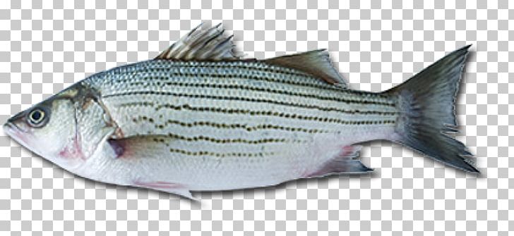 Sardine European Bass Fish Striped Bass PNG, Clipart, Animals, Atlantic Cod, Barramundi, Bass, Black Sea Bass Free PNG Download
