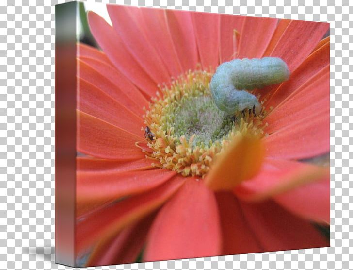Transvaal Daisy Close-up PNG, Clipart, Closeup, Closeup, Flora, Flower, Flowering Plant Free PNG Download