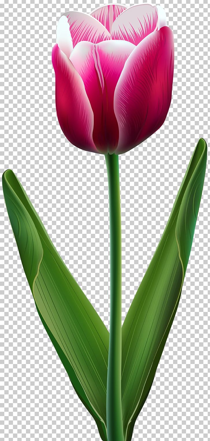 Tulip Flower PNG, Clipart, Beautiful, Clip Art, Clipart, Color, Cut Flowers Free PNG Download