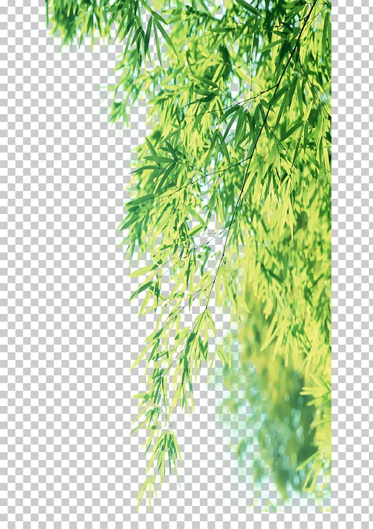 Weeping Willow Leaf Branch PNG, Clipart, Autumn Leaves, Banana Leaves, Evergreen, Fall Leaves, Fiber Free PNG Download