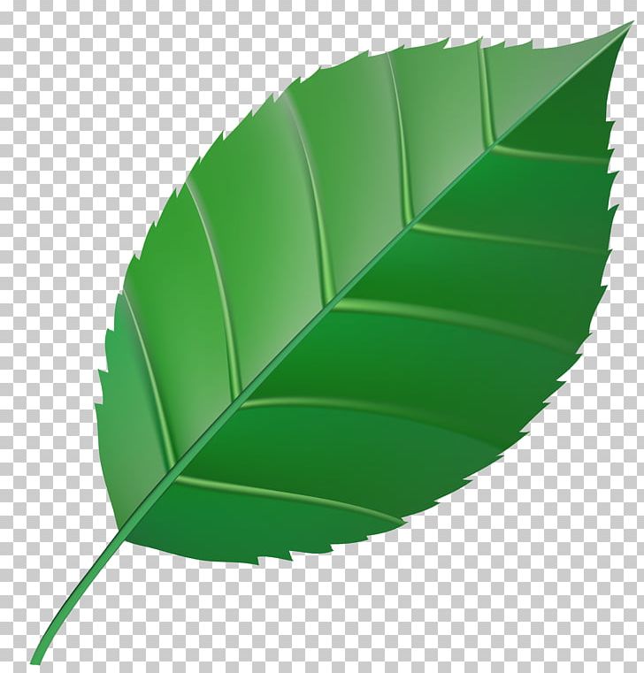 Autumn Leaf Color Green PNG, Clipart, Angle, Art Green, Autumn, Autumn Leaf Color, Banana Leaf Free PNG Download