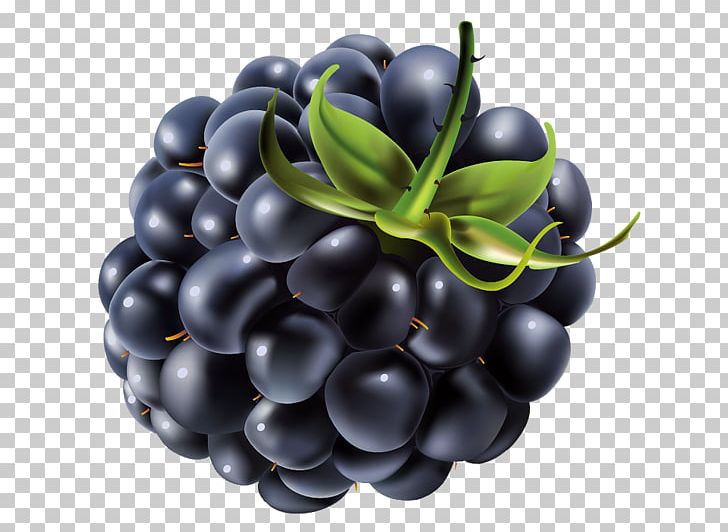 Bilberry Blueberry Juice Blackberry PNG, Clipart, Berry, Bilberry, Blackberry, Blueberry, Computer Software Free PNG Download