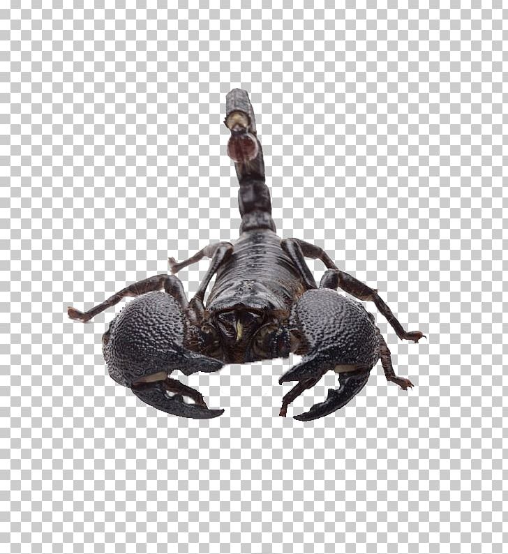 Emperor Scorpion PNG