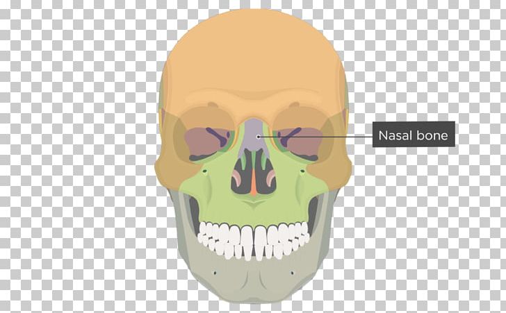 Frontal Process Of Maxilla Frontal Bone Skull Zygomatic Bone PNG, Clipart, Anatomy, Bone, Diagram, Face, Facial Skeleton Free PNG Download