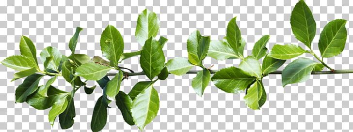 Leaf Plant Stem PNG, Clipart, Bahar Cicekleri, Bindweed, Bitki Resimleri, Blog, Branch Free PNG Download