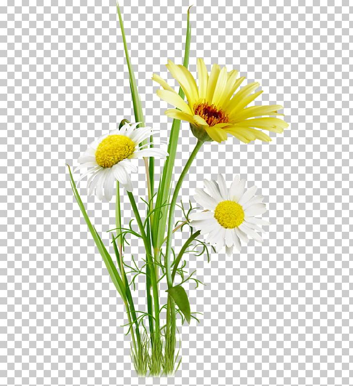 Oxeye Daisy Photography Flower PNG, Clipart, Chamomile, Daisy Family, Digital Image, Flower, German Chamomile Free PNG Download