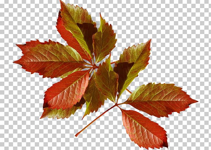Autumn Leaf Color Fashion Winter PNG, Clipart, Autumn, Autumn Leaf Color, Cardigan, Desktop Wallpaper, Fashion Free PNG Download