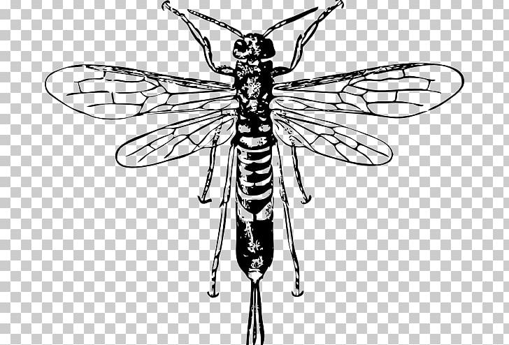 Bee Hornet Insect Wasp PNG, Clipart, Arthropod, Artwork, Bee, Black And White, Drawing Free PNG Download