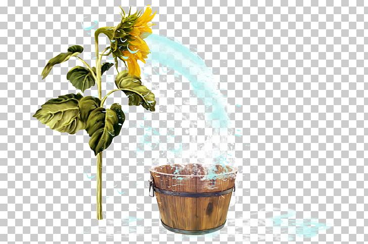 Common Sunflower Sunflower Seed PNG, Clipart, Annual Plant, Common Sunflower, Daisy Family, Flower, Flowerpot Free PNG Download