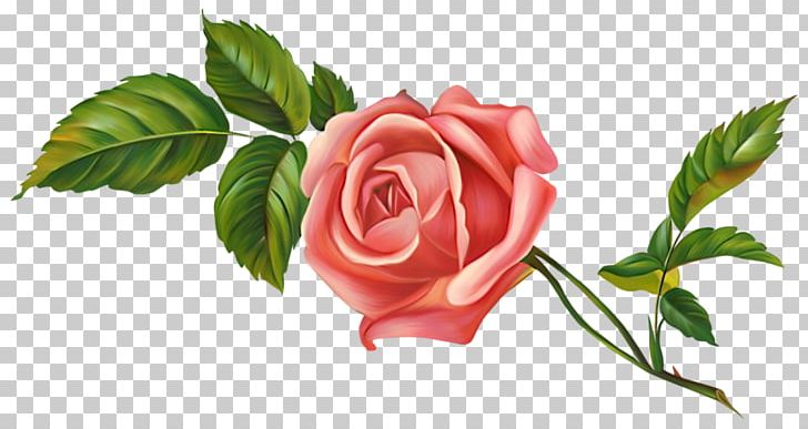 Garden Roses Centifolia Roses Flower PNG, Clipart, Centifolia Roses, Color, Floribunda, Flower, Photography Free PNG Download