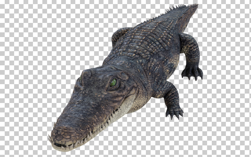Reptile Alligator Crocodilia Crocodile American Alligator PNG, Clipart, Alligator, American Alligator, American Crocodile, Animal Figure, Crocodile Free PNG Download