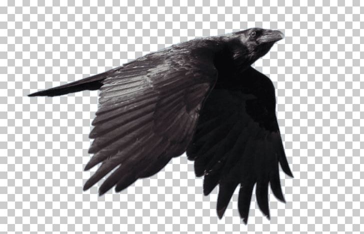 Common Raven Bird Fan-tailed Raven PNG, Clipart, American Crow, Beak, Bird, Black And White, Common Raven Free PNG Download