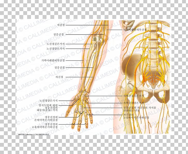 Nerve Anterior Compartment Of The Forearm Anatomy PNG, Clipart, Abdomen, Anatomy, Arm, Bone, Digestif Free PNG Download