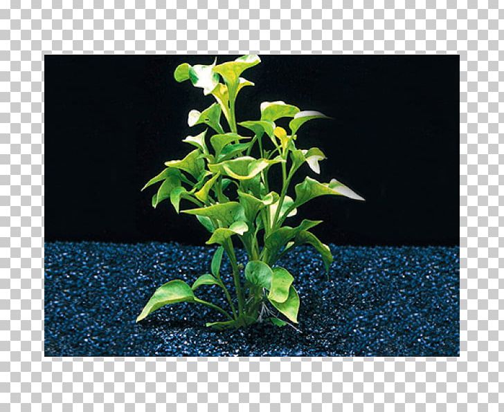 Alternanthera Bettzickiana Alternanthera Paronychioides Aquatic Plants PNG, Clipart, Alternanthera, Alternanthera Bettzickiana, Aquarienpflanze, Aquarium, Aquatic Plants Free PNG Download