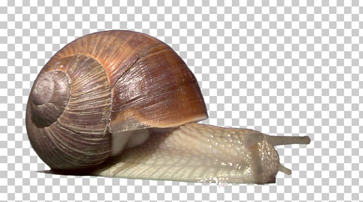 Gastropods Sea Snail Escargot Slug PNG, Clipart, Animal, Animals, Documentary Film, Escargot, Footage Free PNG Download