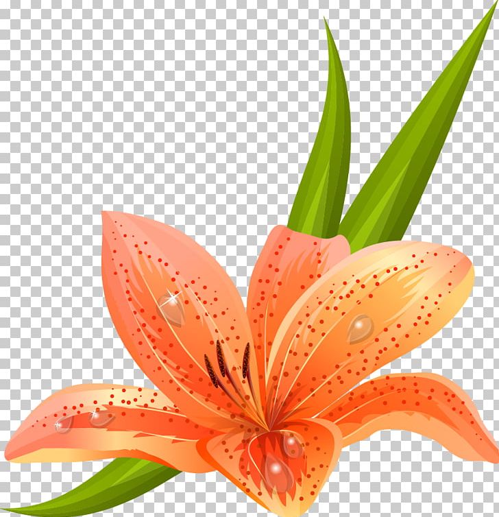 Lilium Bulbiferum Tiger Lily Arum-lily Lilium Candidum Easter Lily PNG, Clipart, Calla Lily, Drawing, Euclidean Vector, Exquisite Pictures, Exquisite Vector Free PNG Download