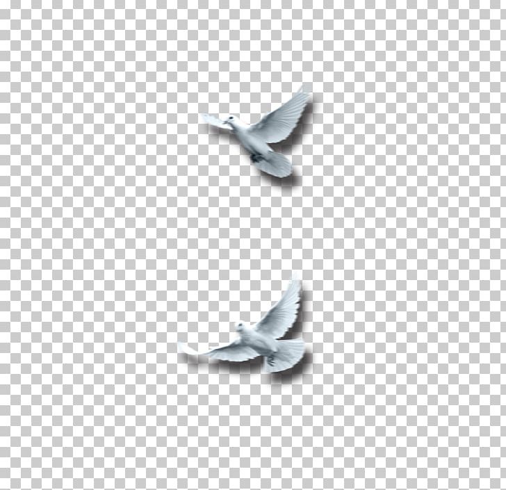 Bird Columbidae PNG, Clipart, Adobe Illustrator, Angle, Animals, Bird, Bird Cage Free PNG Download