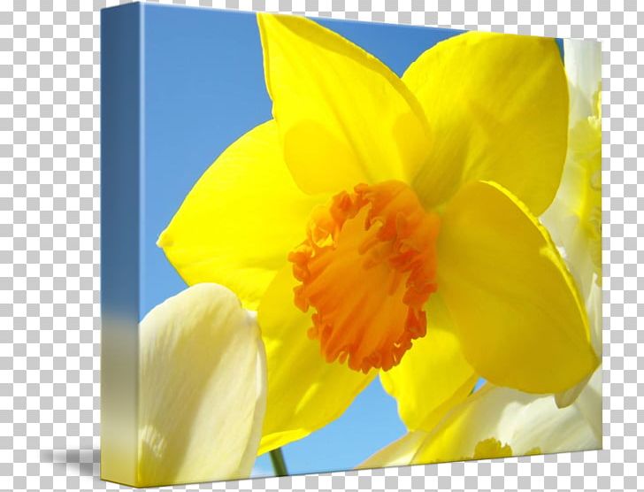 Canna Narcissus Spring Petal Cattleya Orchids PNG, Clipart, Amaryllis Family, Canna, Canna Family, Canna Lily, Cattleya Free PNG Download