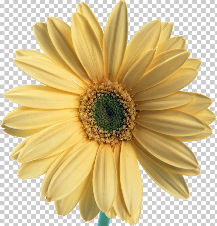 Flower Desktop Puttur City Hospital PNG, Clipart, Bud, Chrysanths, Cut Flowers, Daisy, Daisy Family Free PNG Download