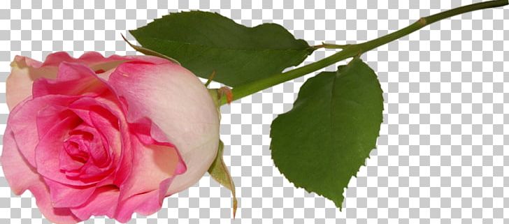 Rose Pink Flower PNG, Clipart, Bud, Cut Flowers, Desktop Wallpaper, Floribunda, Floristry Free PNG Download