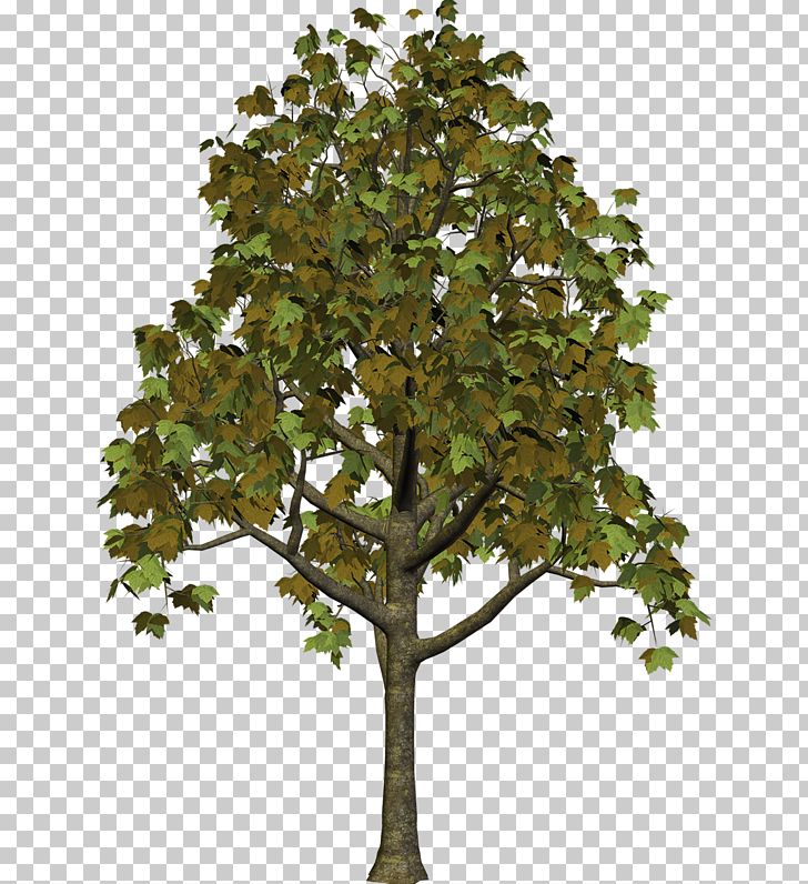 Tree Autumn PNG, Clipart, Autumn, Branch, Christmas Tree, Clip Art, Clipart Free PNG Download