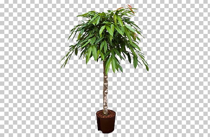 Houseplant Arecaceae Weeping Fig Tree Areca Palm PNG, Clipart, Albizia Julibrissin, Amstel, Arecales, Chamaedorea Elegans, Evergreen Free PNG Download