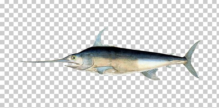 Swordfish Billfish Fishing Histoire Naturelle Des Poissons PNG, Clipart, Atlantic Blue Marlin, Billfish, Bony Fish, Fauna, Fin Free PNG Download
