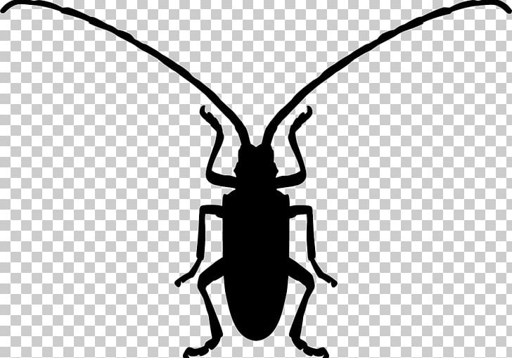 Beetle Computer Icons Symbol Shape PNG, Clipart, Animal, Animals, Artwork, Beetle, Beetle Insect Free PNG Download