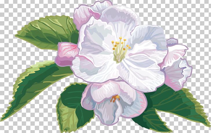 Blossom Cape Jasmine Apples Flower PNG, Clipart, Apples, Blossom, Branch, Cape Jasmine, Color Free PNG Download