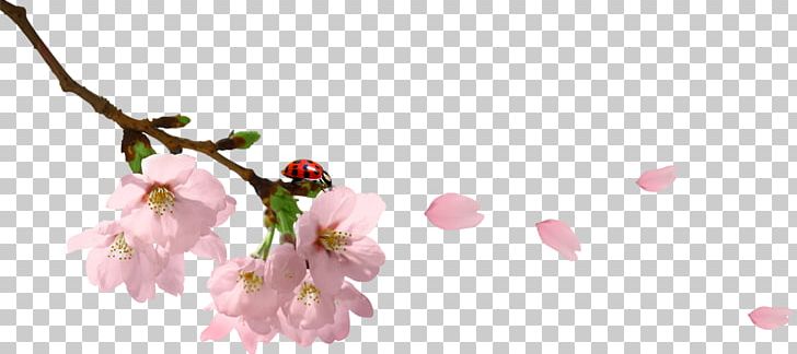 Pink PNG, Clipart, Blossom, Blossoms, Blue, Branch, Cherry Free PNG Download