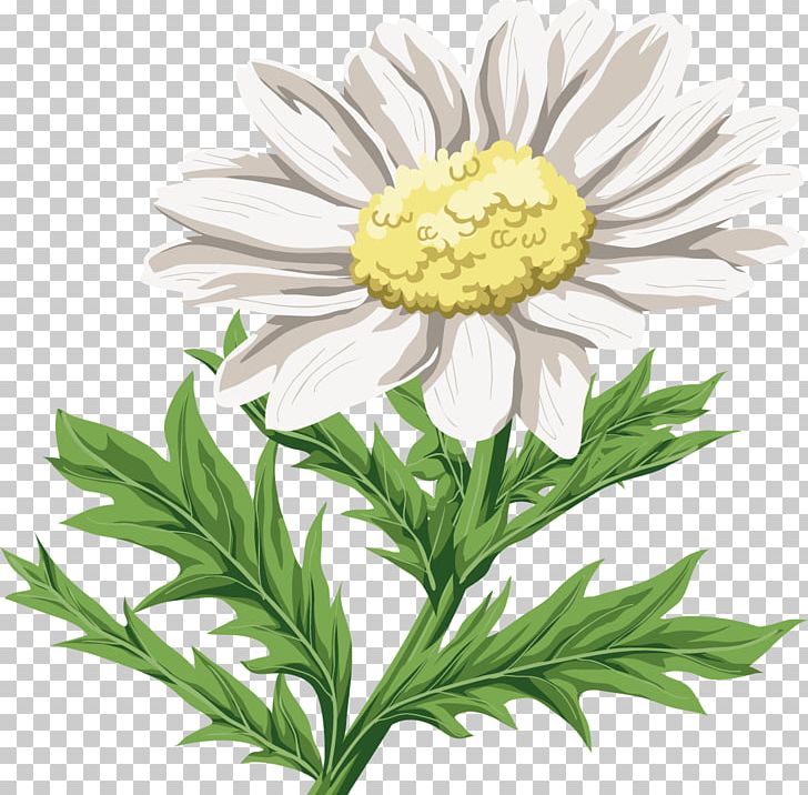 Chrysanthemum Indicum Flower Oxeye Daisy PNG, Clipart, Annual Plant, Aster, Camomile, Chamaemelum Nobile, Chrysanthemum Free PNG Download