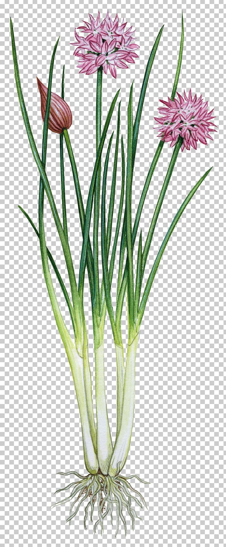 Garlic Chives Onion Herb PNG, Clipart, Allioideae, Allium, Botany, Chives, Cut Flowers Free PNG Download