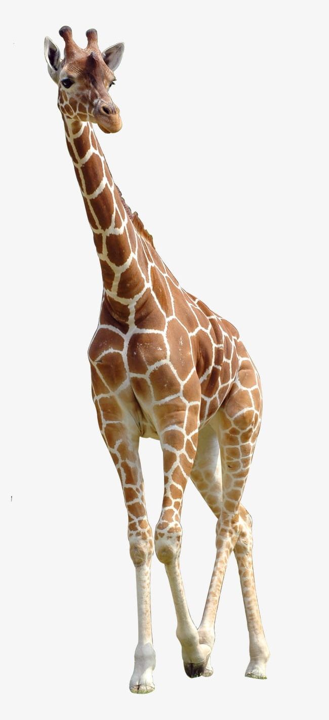  Giraffe PNG Clipart  Animal Giraffe  Giraffe  Clipart  