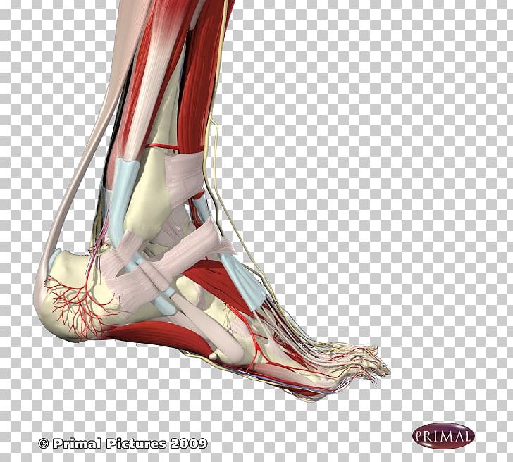 Heel RAMOS Amandine PNG, Clipart, Achilles Tendinitis, Achilles Tendon, Achilles Tendon Rupture, Ankle, Arm Free PNG Download
