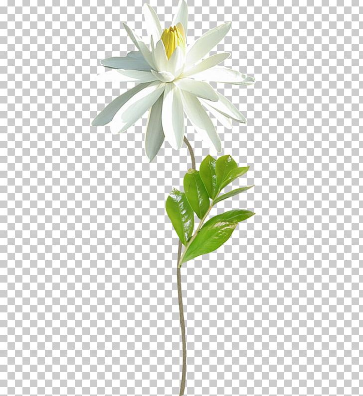 Leaf Others Plant Stem PNG, Clipart, Computer Software, Cut Flowers, Daisy, Download, Flora Free PNG Download