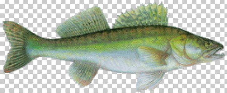 Perch Salmon Cod Barramundi Fish Products PNG, Clipart, 09777, Animal, Animal Figure, Barramundi, Bass Free PNG Download